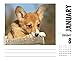 Just Corgis 2019 Box Calendar (Dog Breed Calendar)