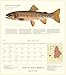 Trout of North America Wall Calendar 2020