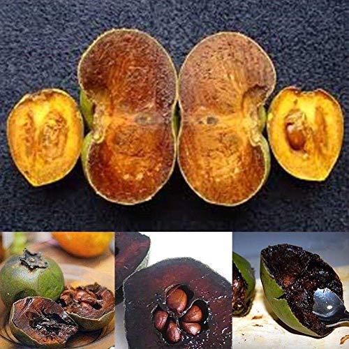 Portal Cool 10Pcs Rare Diospyros Digyna Black Sapote Persimmon Chocolate Pudding Fruit Seeds