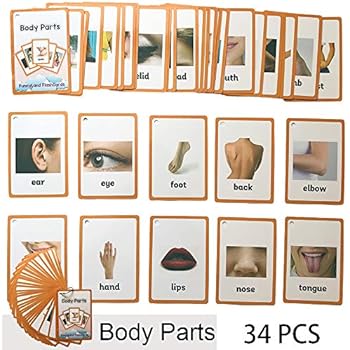 Richardy 34PCS/Set Body Parts Kids Gifts English Flash Cards Pocket Card Educational Learning Baby Toys for Children Pre-Kindergarten