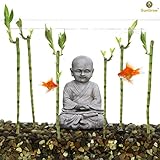 3 Betta Bamboo Plant – Create attractive Zen Garden - Purifies water by absorbing Nitrate and Ammonia - Control algae by competing for nutrients - Extreme Hardy plant, survive in low light condition