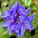 Blue Baron Rhododendron - Very Hardy - Spectacular - 4