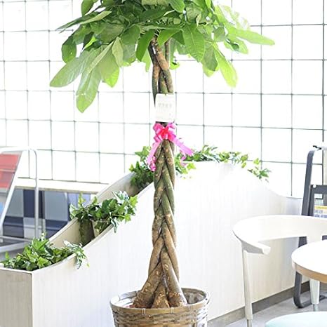 Amazon Co Jp 観葉植物 パキラ 1０号 バスケット鉢カバー付 Diy 工具 ガーデン