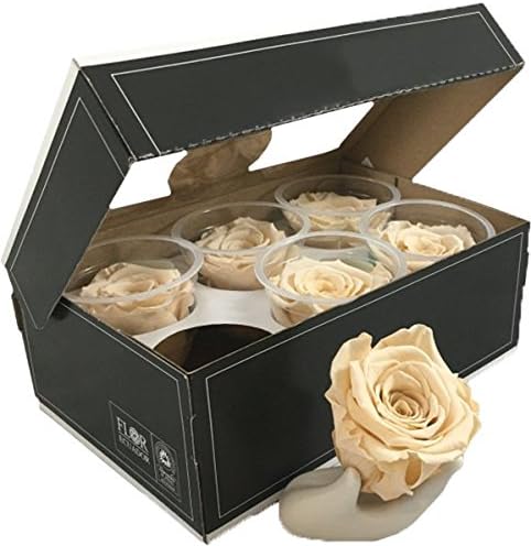 KIKA DECO Preserved Roses Head Pack (Large 6 Pack, Champagne)