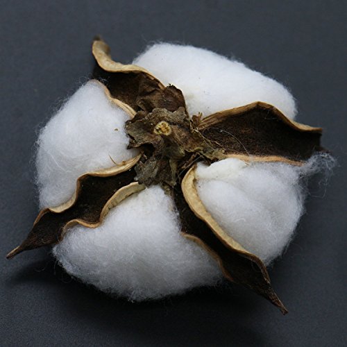 Buorsa 10 Pcs Dried Cotton Bolls White Cloud Cotton Balls Cotton Boll Decor