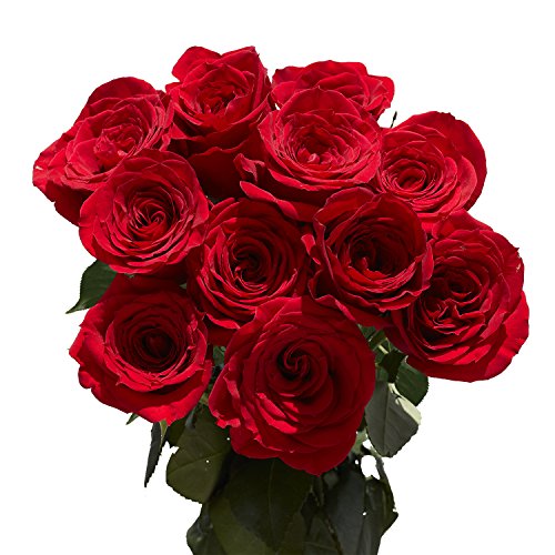 GlobalRose 1 Dozen Red Roses Fresh Flowers Fast Delivery Pricepulse