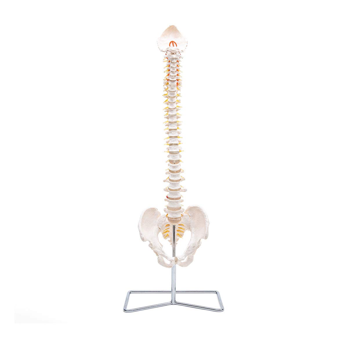 Elementary Anatomy Spine Model – Life-Size Flexible Human Spine | Pelvis & Occipital Bone | Herniated Disc L3-L4 | Spinal Nerves & Cervical Artery | Durable PVC