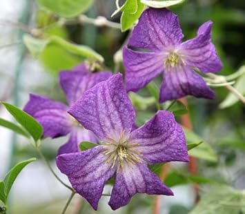 Amazon ビチセラ系 クレマチス イングリット ビエンデコフ ビーデンコップ ４ ５号サイズポット苗 花