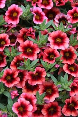 Romence Gardens, Proven Winners Calibrachoa hybrid 'Superbells® Coralberry Punch'