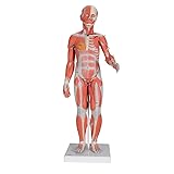3B Scientific Complete Female Muscular