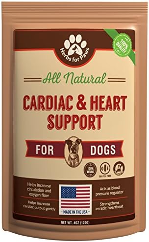 largest predatory cat