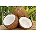 SPF 15 Lip Balm by Florida Glow - Hydrating and Moisturizing Lip Sunscreen for Men and Women and Kids - Oxybenzone Free SPF Lip balm with Sunscreen - Travel size Lipbalm Sunblock (Coconut)