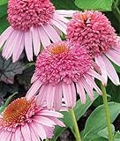 Meteor Pink Coneflower Seeds (Echinacea) 50 Seeds Upc 647923988918
