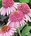 Meteor Pink Coneflower Seeds (Echinacea) 50 Seeds Upc 647923988918