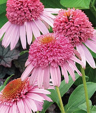 Meteor Pink Coneflower Seeds (Echinacea) 50 Seeds Upc 647923988918