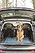 Dog Gone Smart Dirty Dog Doormat - Fast Drying Rug with Super Gripper Backing for Clean Floors - Super Absorbent and Machine Washable Mat for Muddy Paws - Pacific Blue