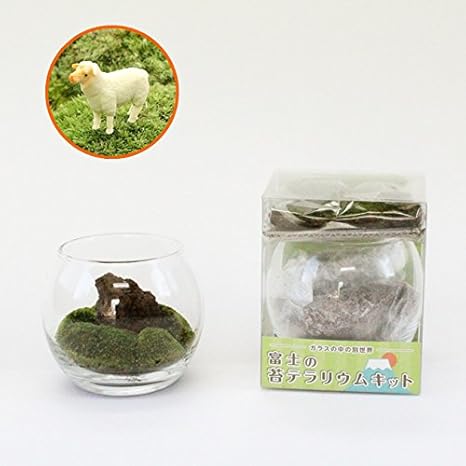 Amazon 苔 苔テラリウム 富士の苔テラリウムキット 羊付 インテリア オンライン通販