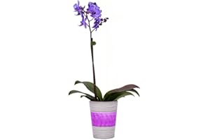 DecoBlooms Living Purple Orchid Plant - 3 inch Blooms - Fresh Flowering Home Décor