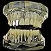 Double Cap Grillz Silver Tone Plain Canine Bling Two Tooth Hip Hop Teeth Grills