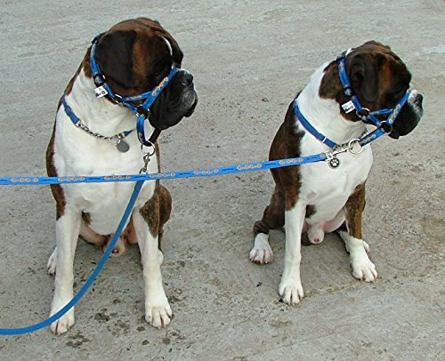 Padded Dogmatic Headcollar Size Red