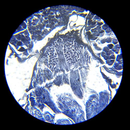 4 Microscope+Prepared+Specimen+Education+MAXLAPTER