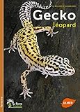 Gecko léopard by