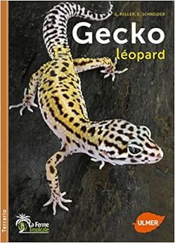Gecko léopard Gecko léopard