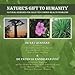 Nature's Gift to Humanity: Natural Remedies For Selected Common Health Problems