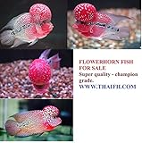 OCEAN FREE Xo EVER RED Enhance Strong Redness Development and HUMPY HEAD Increase head Growth And Shape Flowerhorn cichlid fish food