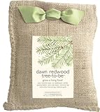 Grow Your Own Giant Redwood Tree Kit - The Green Head