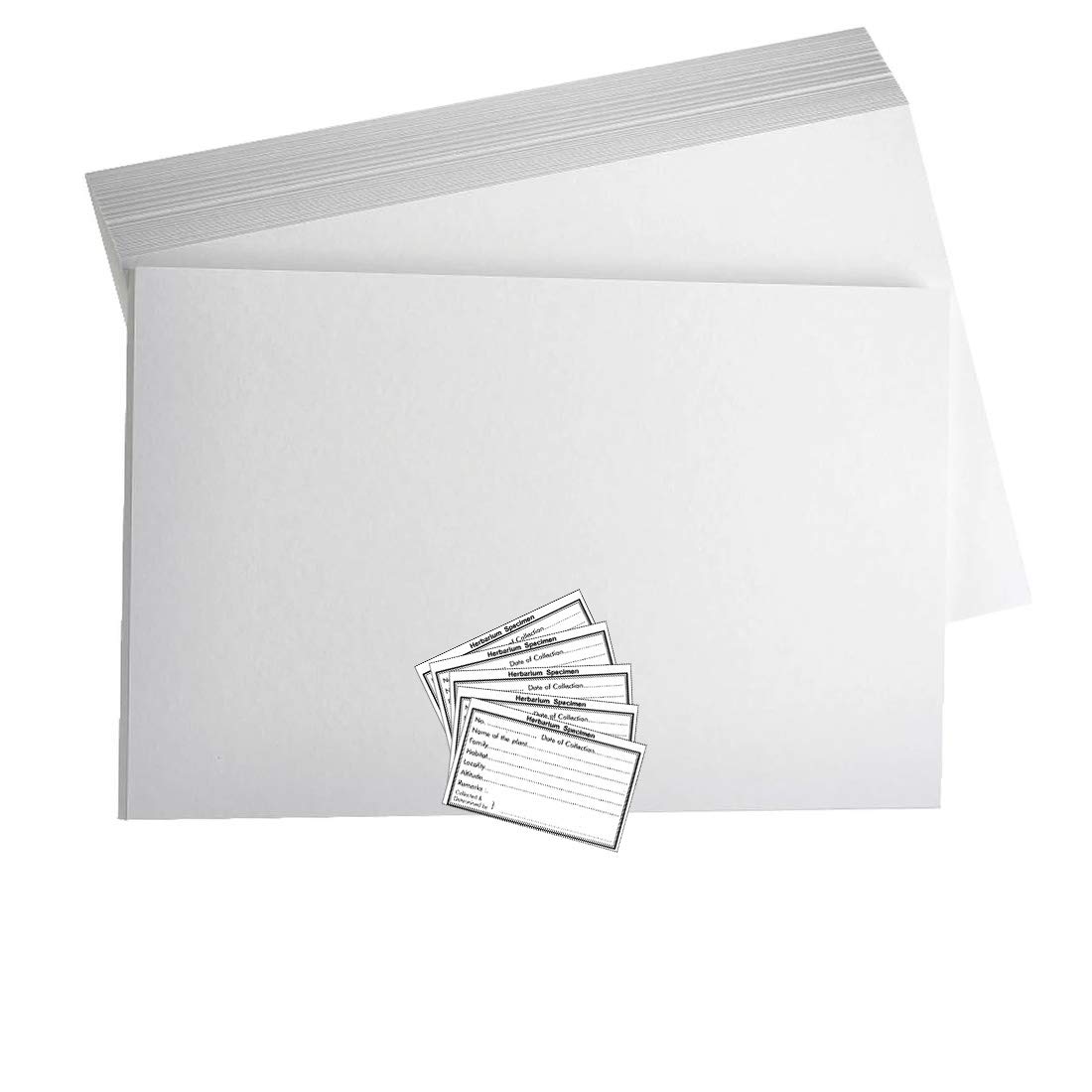 CRAFTWAFT HERBARIUM SHEET AND LABEL FOR PLANT SPECIMENS PACK OF 200