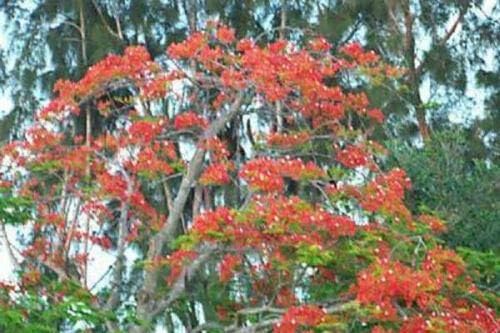 Royal Poinciana Delonix Exotic Seed 10 Seeds Red Flower ecc002