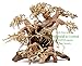 Bonsai Driftwood Aquarium Tree AB (9 Inch Height x 12 Inch Length) Natural, Handcrafted Fish Tank Decoration | Helps Balance Water pH Levels, Stabilizes Environments | Easy to Installthumb 3