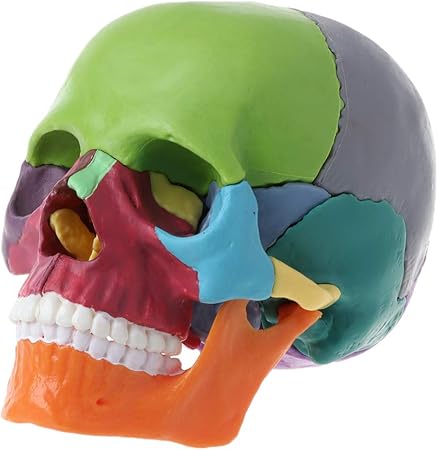 Amazon Co Jp Biuuu 頭蓋模型 スカル解剖モデル 取り外し可能 医療教育ツール Generic