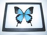 Real Framed Butterfly Blue Black Papilio Ulysses Swallowtail Indonesia