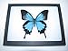 Real Framed Butterfly Blue Black Papilio Ulysses Swallowtail Indonesia