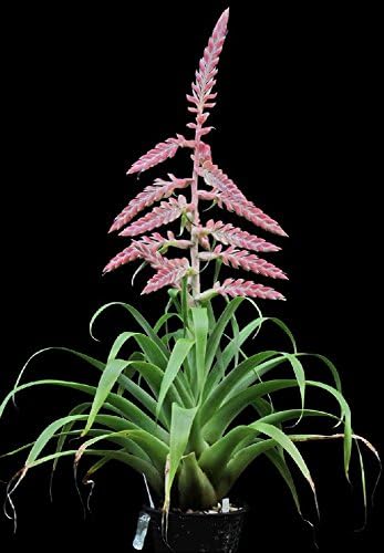 Tillandsia Cretacea ~ Air Plant ~ Bromeliad ~ Rare ~ Easy Growing ~ 5 Seeds ~