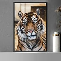 Framed Canvas Wall Art Tiger Animals Chic Dramatic Lion Living Room Multicolor Photography - 16x24 inches