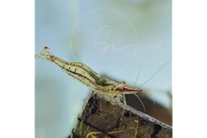 Live Aquarium Shrimp – Premium Grade Neocaridina & Caridina (Blue Dream/Red/Goldenback/Rili/Crystal Black/Amano) by Swimming Creatures™ (7 Premium Pinocchio)