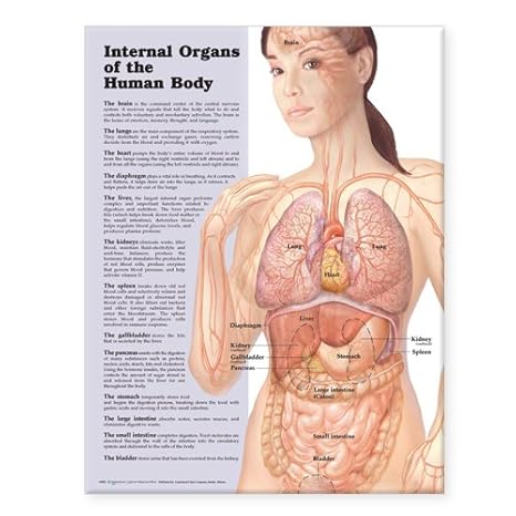Internal Organs Of The Human Body Anatomical Chart Anatomical Chart Company Amazon De Gewerbe Industrie Wissenschaft