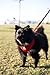 EcoBark Dog Leash - Soft & Reflective Comfort Training Leashes with Padded Handle - Strong Durable Heavy Duty - Training and Pulling for Small, Medium or Large Dogs (Red)