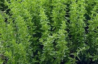 Suffolk Herbs Pictorial Pack - Greek Oregano - Oreganum vulgare