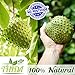 Soursop Tea 30 Bags | 100% Natural Organic Tea Bags | Immunity Boosting Soursop Tea Bags | Fight Inflammation With Soursop Leaves | Herbal Life Tea From Guanabana Leaves | Graviola \ Soursop Fruit Tea