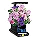 AeroGarden Cascading Petunia Flower Seed pod Kit, 3-Pod