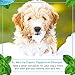 Dr. Mercola Organic Peppermint Shampoo for Dogs - 8 fl oz