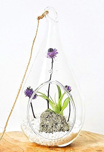 Gold Pyrite Crystal Air Plant Terrarium Garden / 7.5" Clear Hanging Glass Teardrop, Healing Stones, Indoor Tillandsia Airplant Houseplant