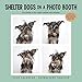 Shelter Dogs in a Photo Booth 2018 Wall Calendar