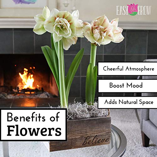 Double Amaryllis Bulb Red and White Candy Cane Amaryllis Nymph 30/32