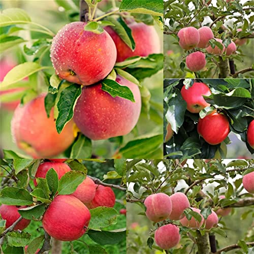 30+ Seeds Red Delicious Apple Seed Fruit Plant Garden Outdoor Rare