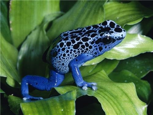 BLUE POISON DART FROG GLOSSY POSTER PICTURE PHOTO toad arrow okopipi azure
